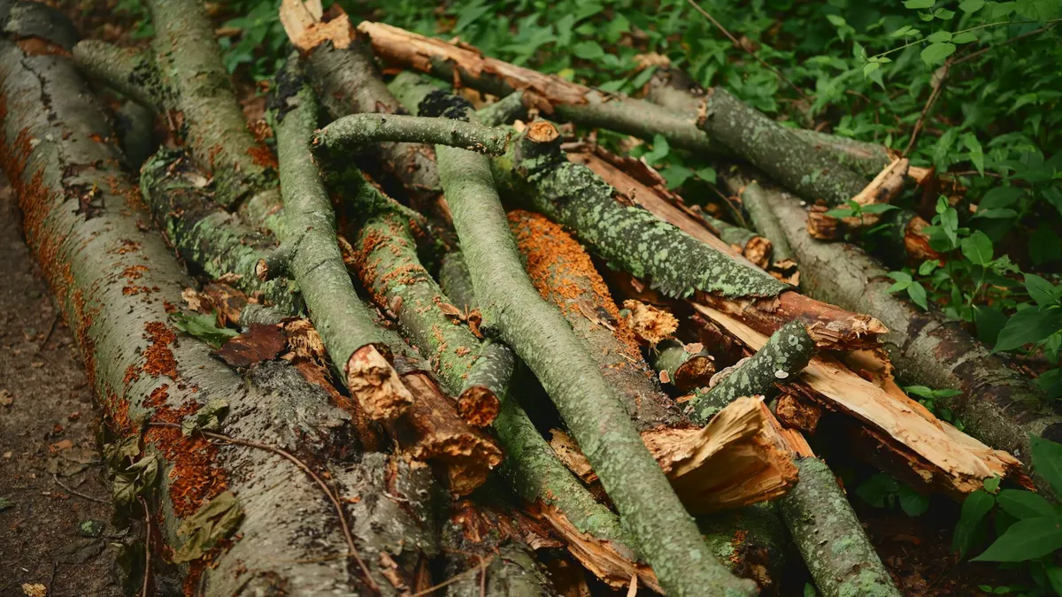 Podé y tengo ramas para sacar - volquetas en Montevideo